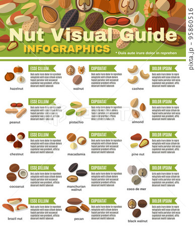 Nuts Infographics Set Nuts Infographics Set 95860516