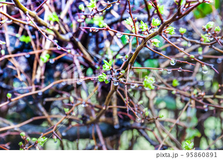 Drops of water on the branches of trees after rain. Drops of water on the branches of trees after rain. 95860891