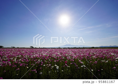 秋桜畑と雲海 秋桜畑と雲海 95861167