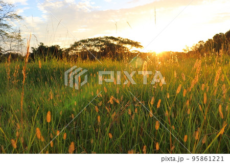 夕日 エノコログサ 夕日 エノコログサ 95861221