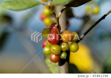 秋茱萸の実 秋茱萸の実 95861296
