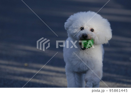 海辺の遊歩道駆ける白犬 海辺の遊歩道駆ける白犬 95861445