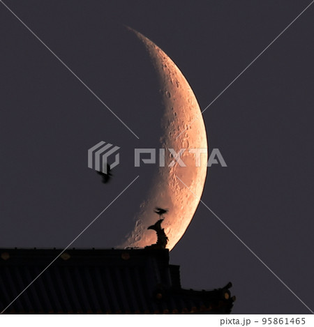 岐阜城天守閣の鯱に刺さる三日月 岐阜城天守閣の鯱に刺さる三日月 95861465