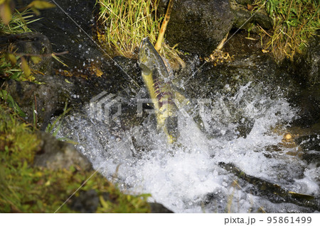 遡上する鮭 95861499