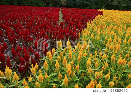 森林公園に咲く羽毛ケイトウの花畑 95862022