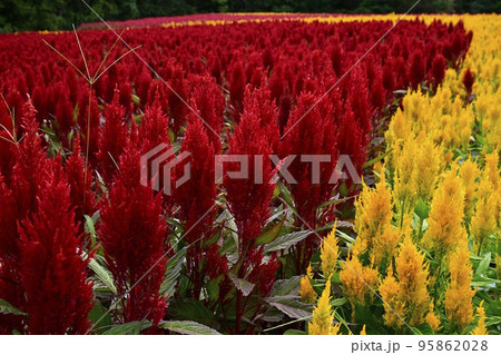 森林公園に咲く羽毛ケイトウの花畑 森林公園に咲く羽毛ケイトウの花畑 95862028