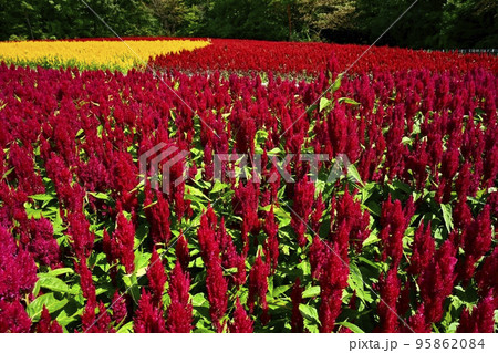 森林公園に咲く羽毛ケイトウの花畑 95862084