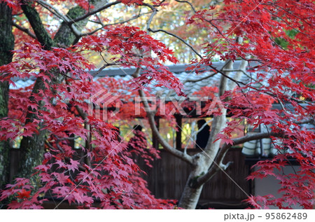 大阪　高槻　神峯寺の紅葉 95862489