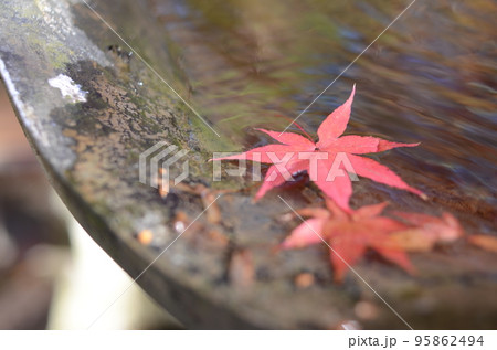 大阪 高槻 神峯寺の紅葉 大阪 高槻 神峯寺の紅葉 95862494