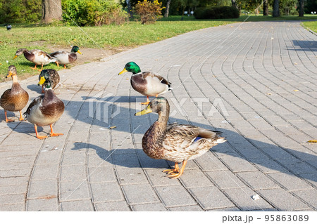 Ducks on the sidewalk in an autumn park Ducks on the sidewalk in an autumn park 95863089
