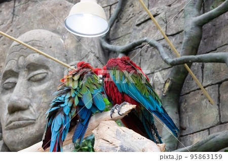 Two colored parrots sit on a branch Two colored parrots sit on a branch 95863159