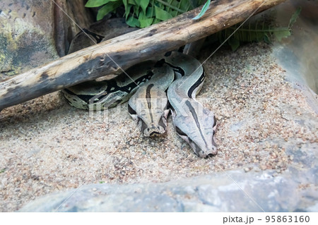 Two royal boas on the sand closeup Two royal boas on the sand closeup 95863160