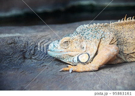 Iguana on a gray stone, closeup portrait Iguana on a gray stone, closeup portrait 95863161