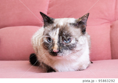 White cat lying on a pink sofa White cat lying on a pink sofa 95863292