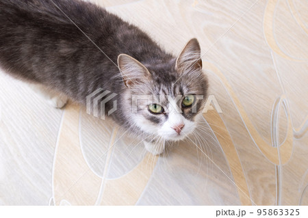 Cute gray fluffy cat close up portrait 95863325