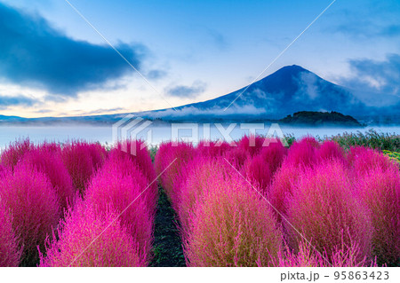 【富士山素材】紅葉したコキアと朝の河口湖から見る富士山【山梨県】 95863423