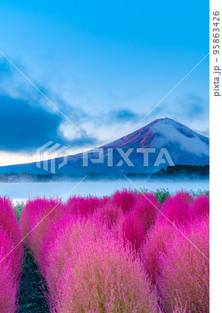 【富士山素材】紅葉したコキアと朝の河口湖から見る富士山【山梨県】 【富士山素材】紅葉したコキアと朝の河口湖から見る富士山【山梨県】 95863426