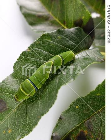 イモムシ 芋虫 幼虫 ナミアゲハ アゲハチョウ イモムシ 芋虫 幼虫 ナミアゲハ アゲハチョウ 95863621