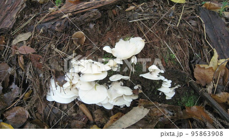 倒木に群生するスギヒラタケ 倒木に群生するスギヒラタケ 95863908