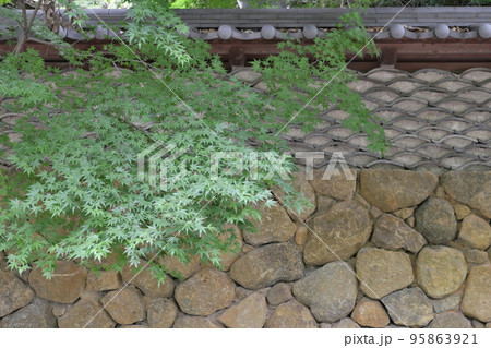 青紅葉が映えるシックな土塀　（東京都・深大寺） 95863921
