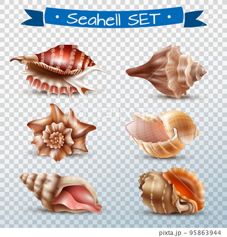 Seashell Transparent Set Seashell Transparent Set 95863944