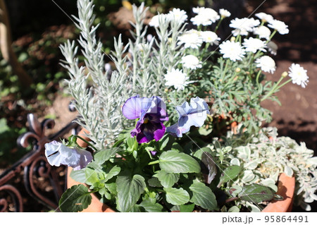 秋冬の花の寄せ植え 秋冬の花の寄せ植え 95864491