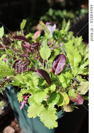 ベビーリーフをプランターに植える ベビーリーフをプランターに植える 95864494