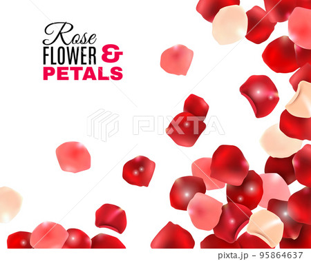 Rose Flower Petals Background 95864637