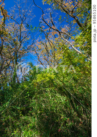 舞岡公園の森林 95865100