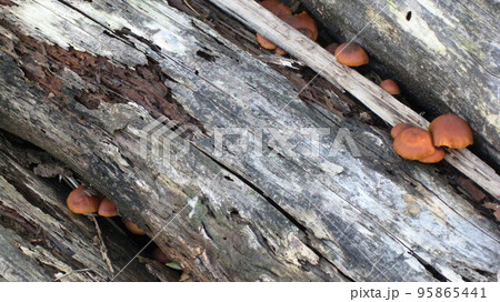 間伐材に生えるツキヨタケ 95865441