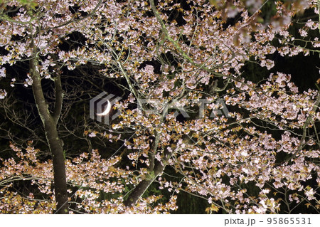 桜に包まれた夜 桜に包まれた夜 95865531