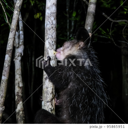 Night portrait of Daubentonia madagascariensis aka Aye-Aye lemur, Atsinanana region, Madagascar 95865951