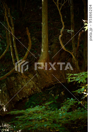 木の根元の地面が削れ落ちている様子 95866204