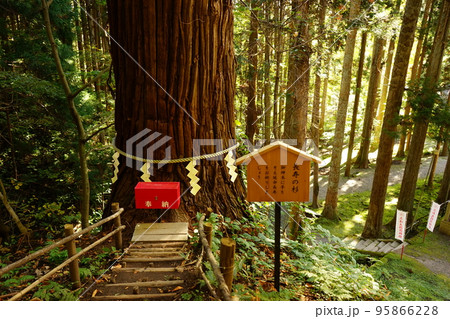 志和稲荷神社の巨木 志和稲荷神社の巨木 95866228