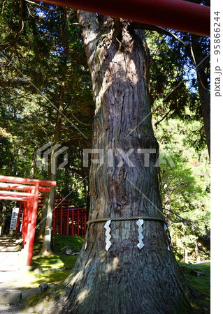 志和稲荷神社の巨木 95866244