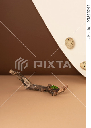 Wooden branch with a green plant and a quail eggs in the background 95866245