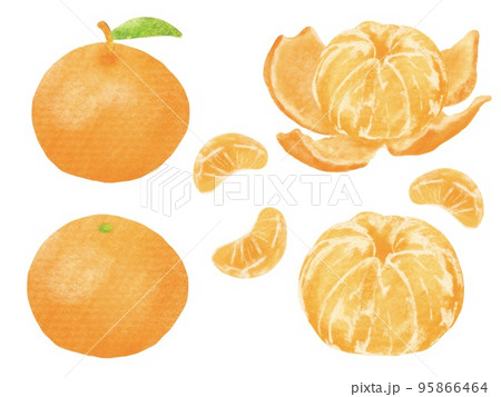 絵本のようなやわらかな色合いのみかん 95866464