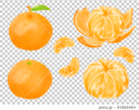 絵本のようなやわらかな色合いのみかん 95866464