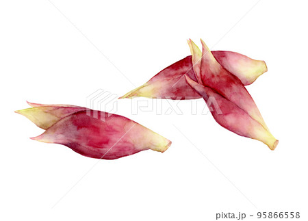 ミョウガの水彩イラスト 95866558