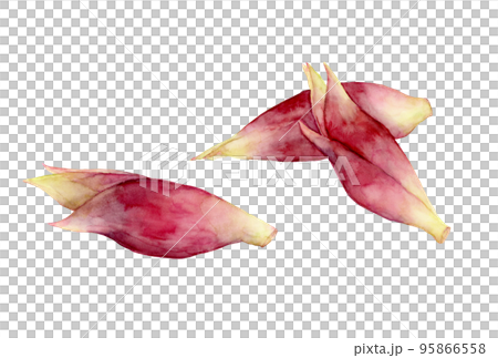 ミョウガの水彩イラスト 95866558