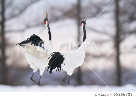 タンチョウの鳴き交わしシーン タンチョウの鳴き交わしシーン 95866703