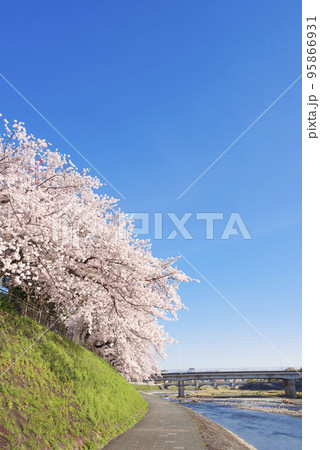 京都　鴨川沿いの桜と塩小路橋 95866931