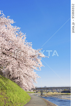 京都 鴨川沿いの桜と塩小路橋 京都 鴨川沿いの桜と塩小路橋 95866932