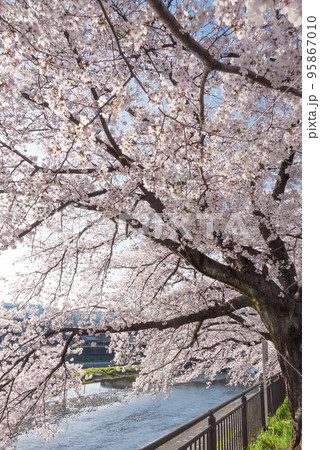 京都　鴨川沿いの桜並木 95867010