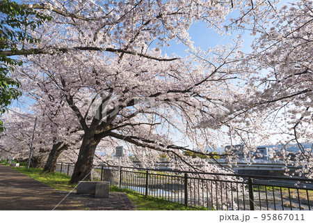 京都 鴨川沿いの桜並木 京都 鴨川沿いの桜並木 95867011