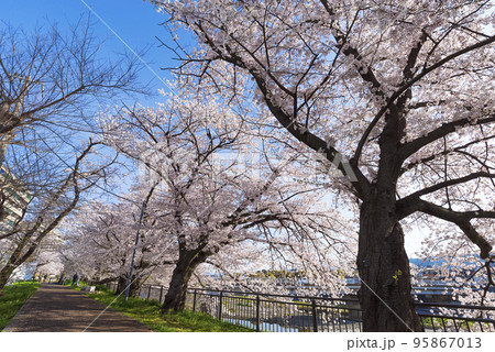 京都　鴨川沿いの桜並木 95867013