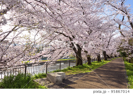 京都 鴨川沿いの桜並木 京都 鴨川沿いの桜並木 95867014