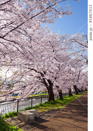 京都 鴨川沿いの桜並木 京都 鴨川沿いの桜並木 95867015