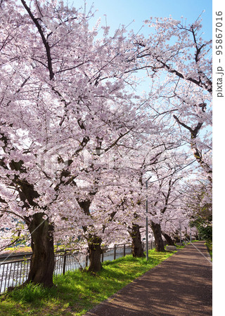 京都 鴨川沿いの桜並木 京都 鴨川沿いの桜並木 95867016