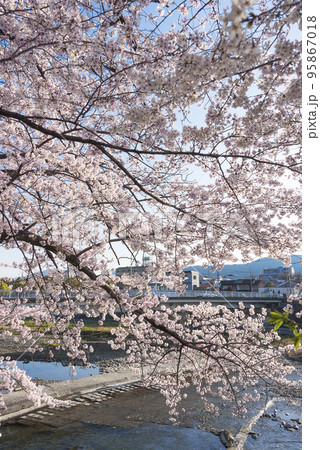 京都 鴨川沿いの桜並木 京都 鴨川沿いの桜並木 95867018